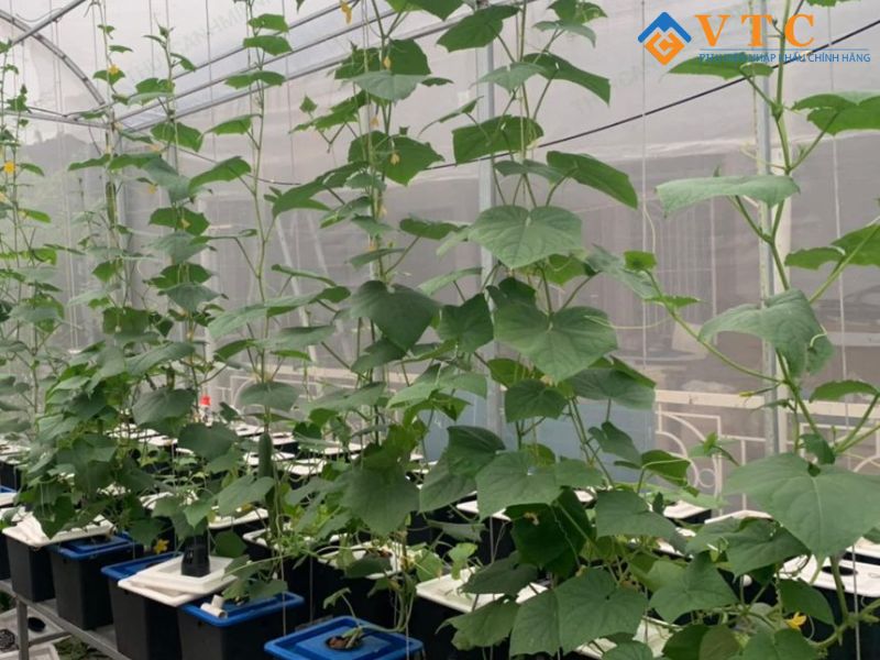 Bạt HDPE - Giải Pháp Chống Thấm Hiện Đại, Che Phủ Hiệu Quả 11 Các loại lưới chống côn trùng phổ biến hiện nay